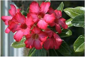Blume rot.jpg